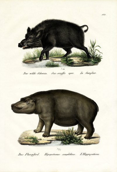 Wild Boar, 1824 by Karl Joseph Brodtmann